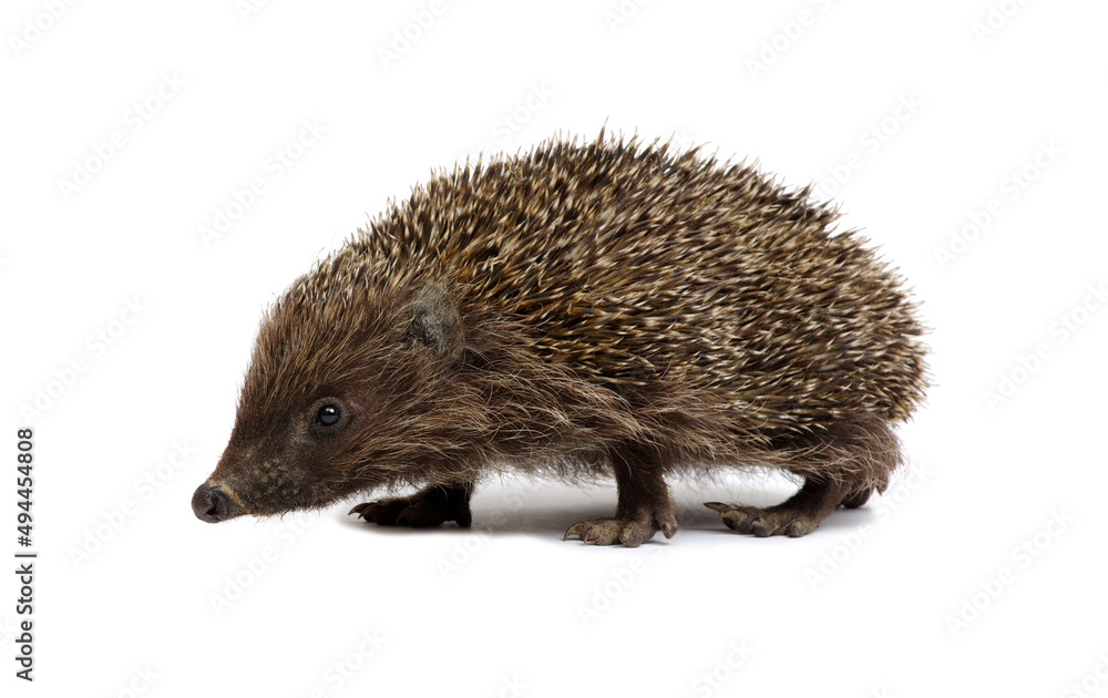 Fototapeta premium Hedgehog isolated on white