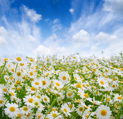 white daisies on blue sky