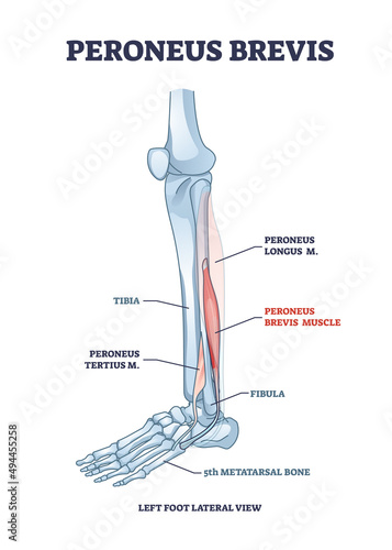 Peroneus brevis leg muscle with longus and tertius muscular part location outline diagram. Labeled educational foot skeletal structure from later view vector illustration. Tibia and metatarsal bone. photo