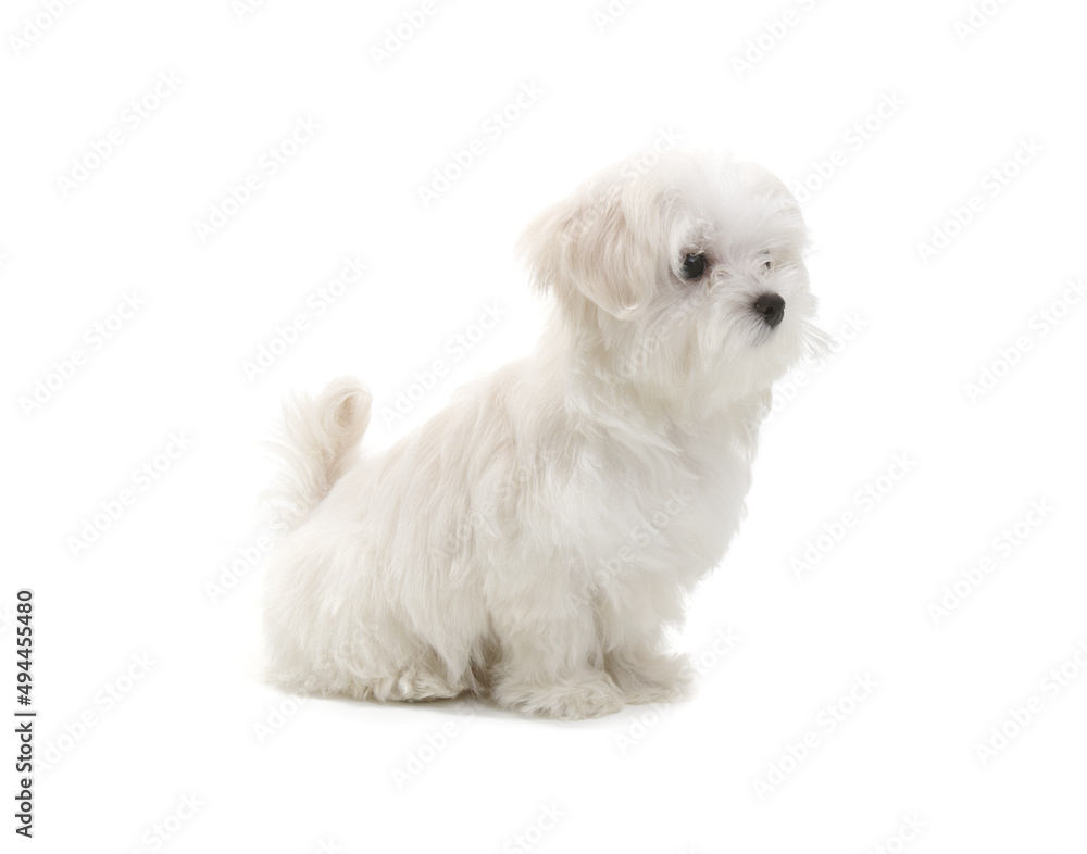 Puppy Maltese lapdog isolated on white Puppy Maltese lapdog isolated on white