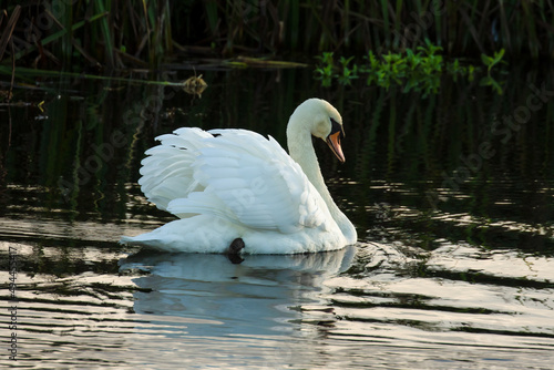 Closeup of the beautiful male mute swan swimming in the river Fototapet