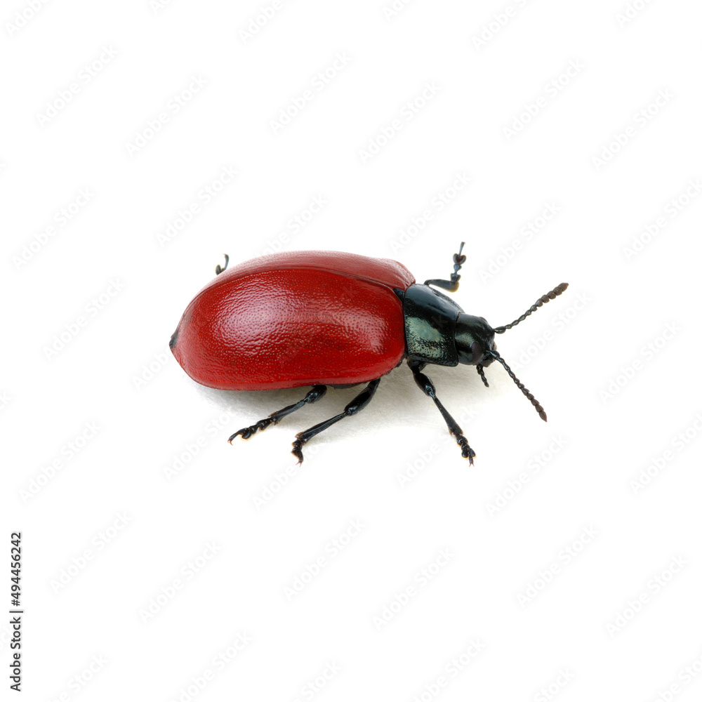 red beetle on a white red beetle on a white