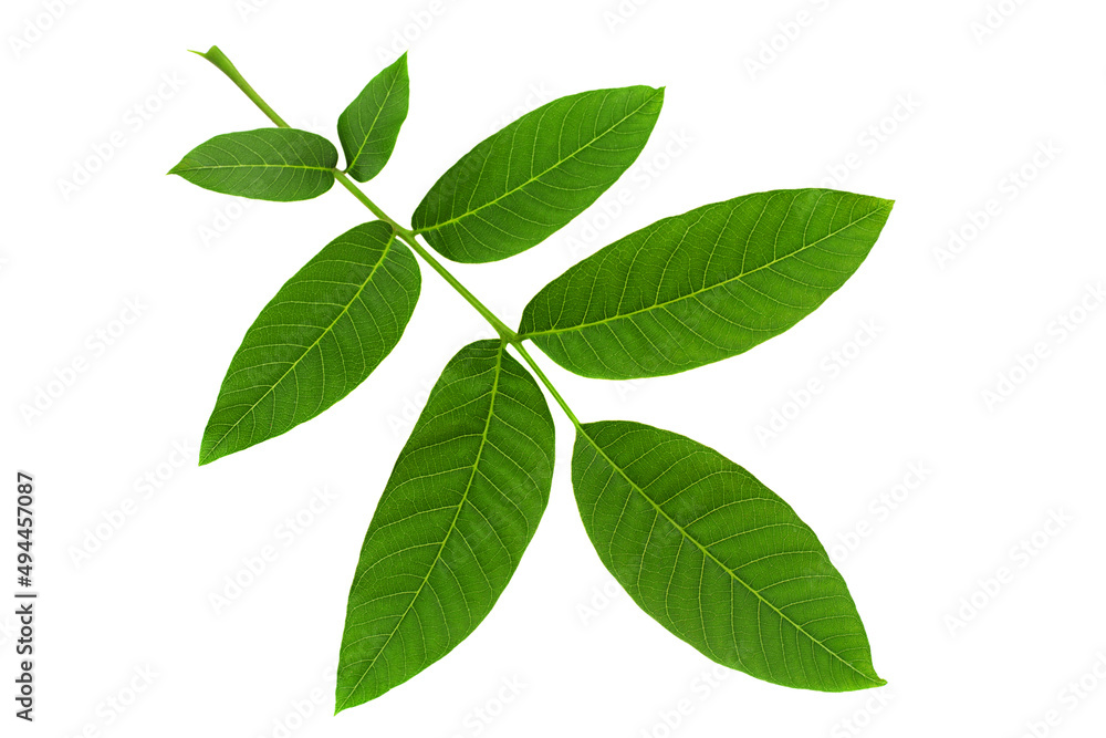 Walnut tree leaf closeup Walnut tree leaf closeup