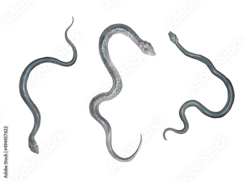 Snakes illustrations set. Black reptiles silhouette isolated on white background. Hand painted artistic clipart