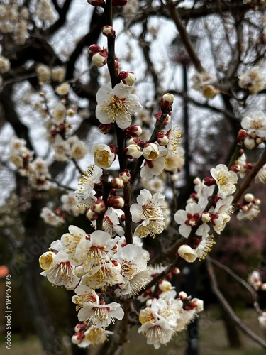 blossom in spring