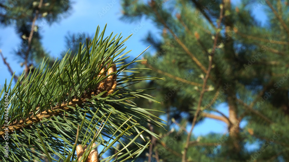 Close-up of pine bud shoots between green needle branches. A natural raw material in folk medicine for respiratory health. A springtime scene in a coniferous forest on a sunny day with blue sky. Close-up of pine bud shoots between green needle branches. A natural raw material in folk medicine for respiratory health. A springtime scene in a coniferous forest on a sunny day with blue sky.