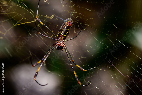 spider on web © Ricardo Restituyo