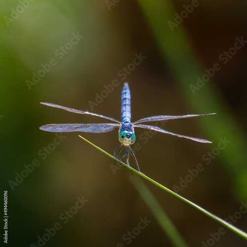 Closeup shot of a flying blue dragonfly in a park photo