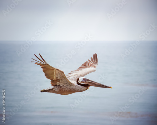 Beautiful shot of a pelican flying over a sea photo