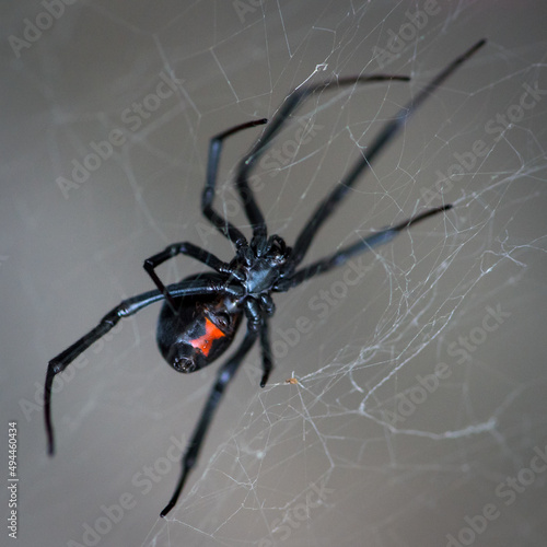 Closeup shot of a black widow spider on a web