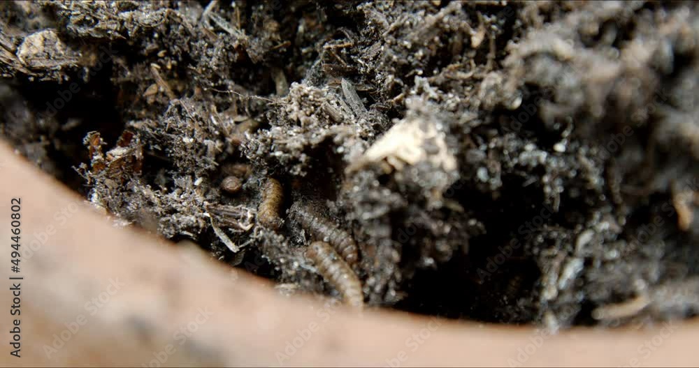 Food compost bin with living Black soldier fly larvae, Hermetia