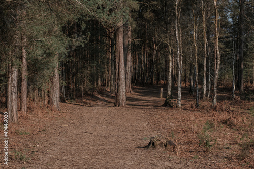 Morning woodland walk