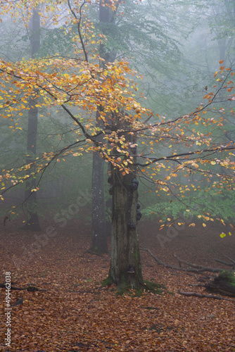 Vertical shot of Autumn trees on ground at Soderasen national park in Sweden on a foggy day photo