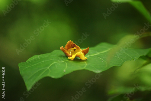 Close-up shot of a gmelina arborea flower on a green leaf. photo
