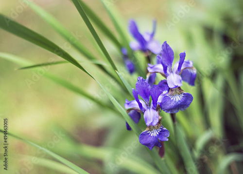 Closeup shot of a blooming purple siberian iris flower photo