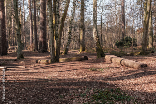 Woodland playground at Whitley Common