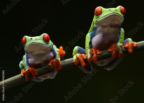 Slika na platnu Close-up shot of red-eyed green tree frogs on a branch on a black background