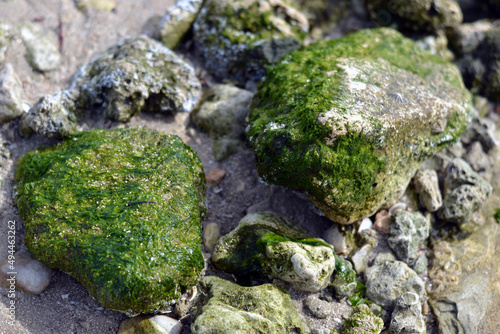 Beach Stones and Sea Algae