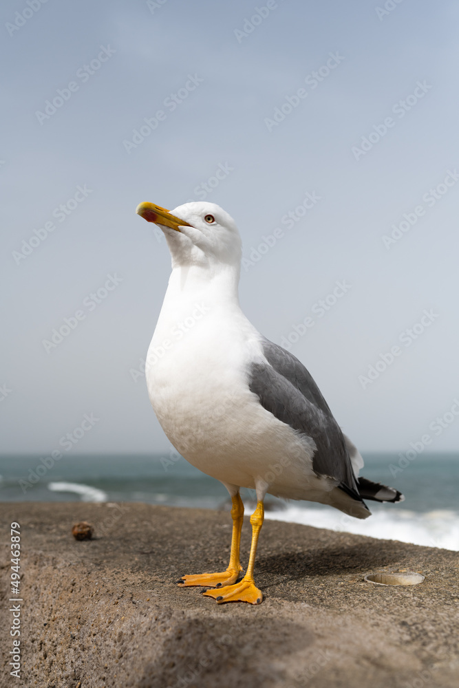Close-up of a Seagull head up. Biarritz, Basque Country of France. Close-up of a Seagull head up. Biarritz, Basque Country of France.