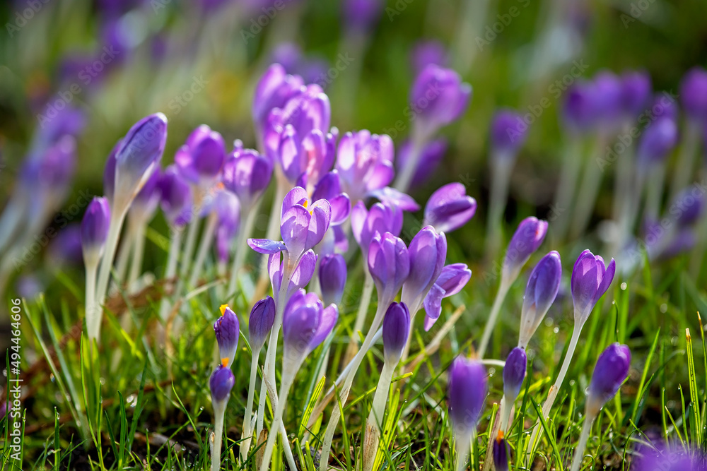 Beautiful crocus flowers, springtime natural outdoor background Beautiful crocus flowers, springtime natural outdoor background