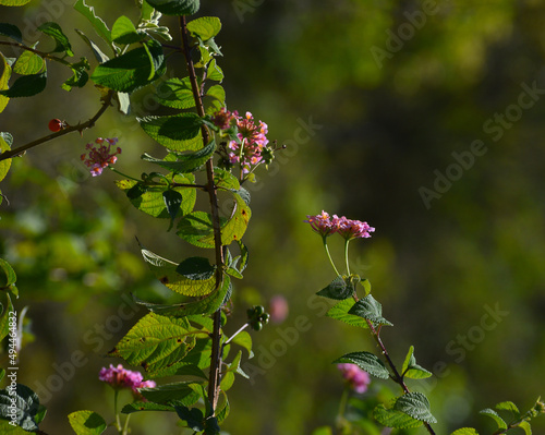 Close up of Lantana plant against a blurry garden background photo