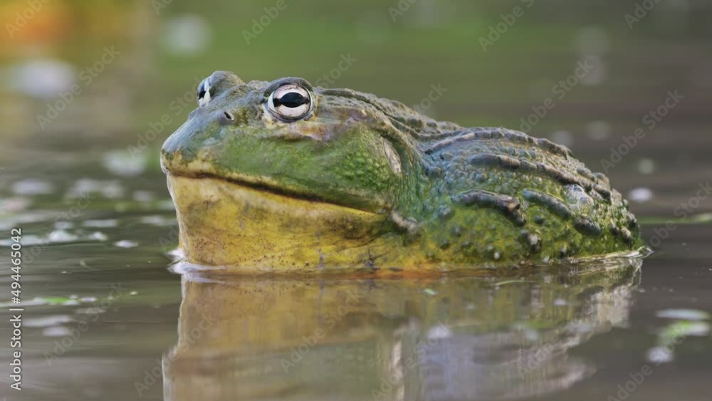 Close Up Of Male African Bullfrog In Shallow Pond Water During Mating Season. Close Up Of Male African Bullfrog In Shallow Pond Water During Mating Season.