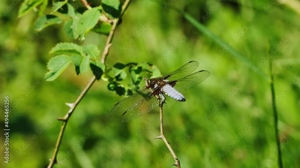 Close up Broad-bodied Chaser dragonfly perched on plant. Static Close up Broad-bodied Chaser dragonfly perched on plant. Static
