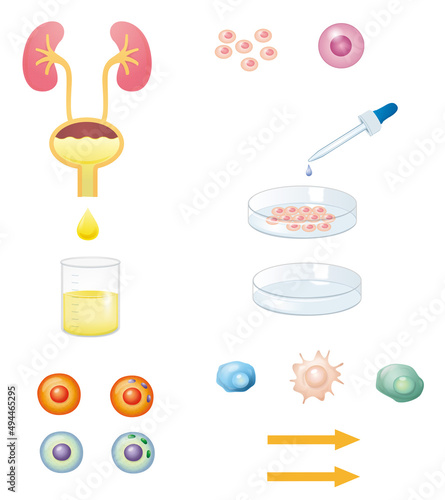 Experimental illustrations, kidneys and cells