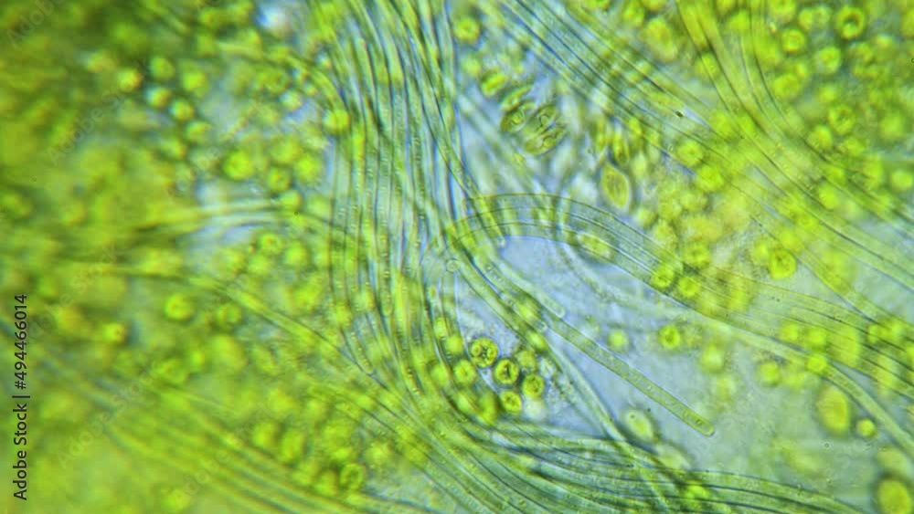 Cyanobacteria and green algae movement under microscope