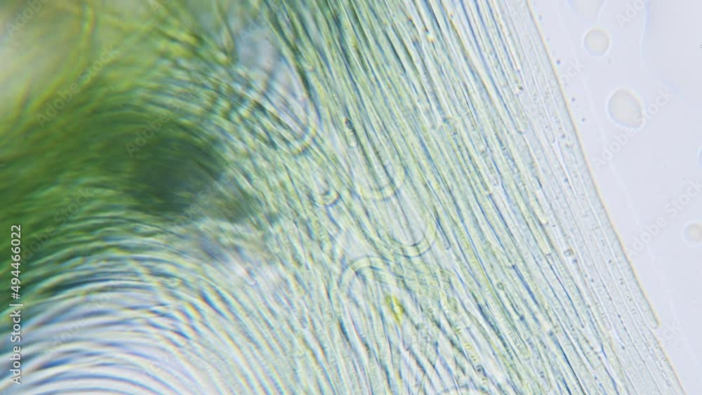 Cyanobacteria and green algae movement under microscope Cyanobacteria and green algae movement under microscope