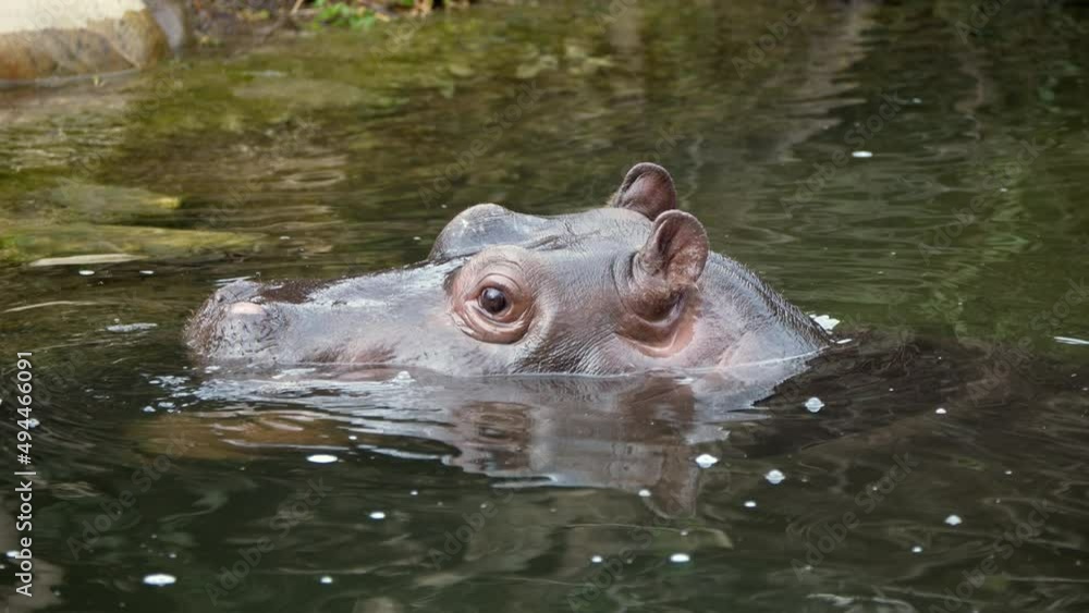 Super slow motion of baby hippo cooling in water and looking over surface,close up Super slow motion of baby hippo cooling in water and looking over surface,close up
