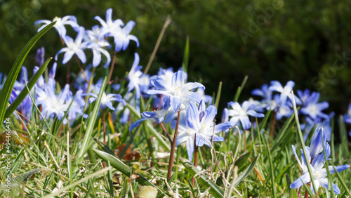  Chionodoxa sardensis  Gloire des neiges ou chionodoxa lumineuse en  tapis de fleurs bleu   oeil blanc  courte   tamines jaunes sur tige pourpr  e et feuillage lanc  ol   vert  margin   de sombre