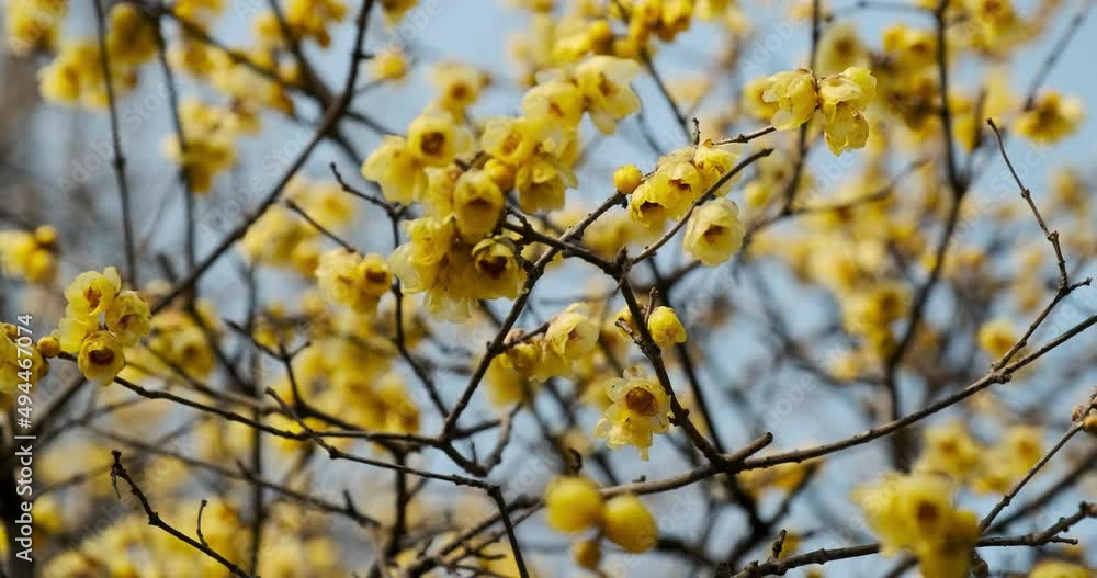 Chimonanthus or Yellow Calycanthus blooming in spring Chimonanthus or Yellow Calycanthus blooming in spring