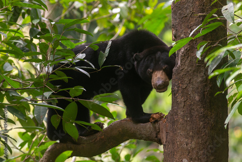 Borneon Sun Bear or Malayan Sun Bear at wild.