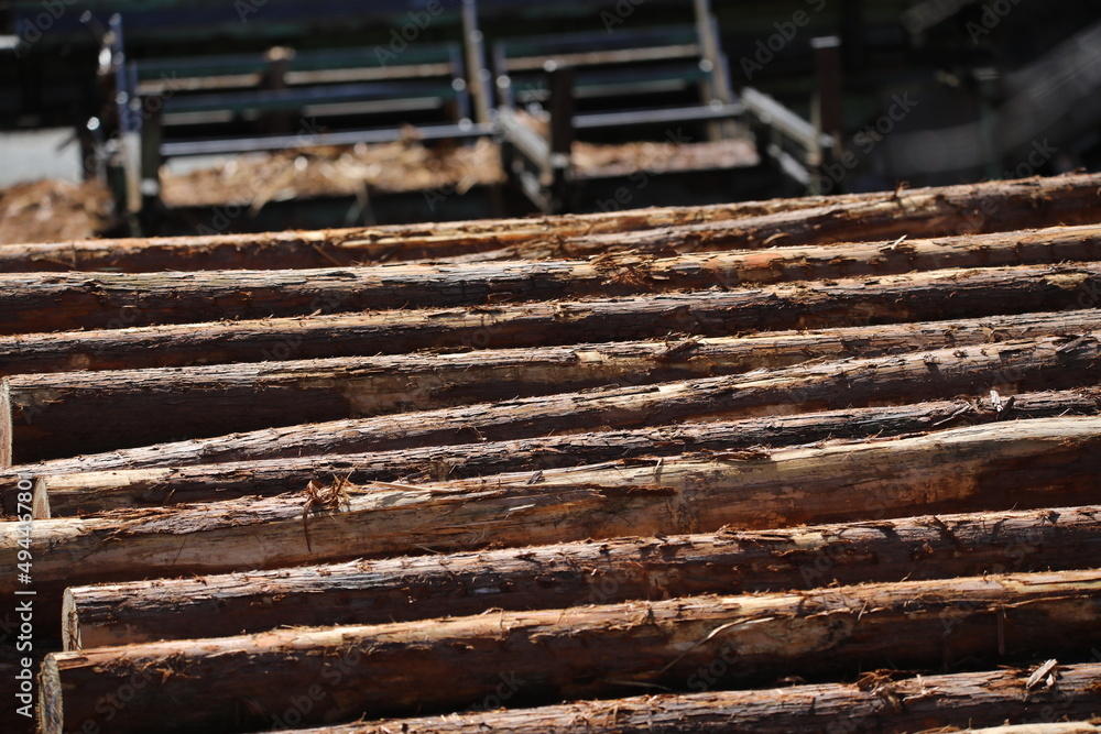 The cedar which was felled in the interior of the mountain, and became the log The cedar which was felled in the interior of the mountain, and became the log