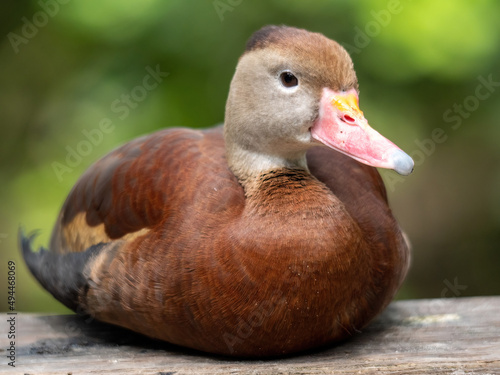 Closeup of a Black-bellied whistling duck sitting on a wooden material photo