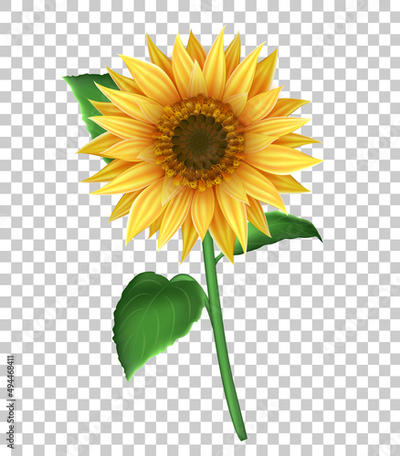 Illustration with 3d sunflower  isolated on transparent background. Realistic vector illustration with yellow flower for decoration.