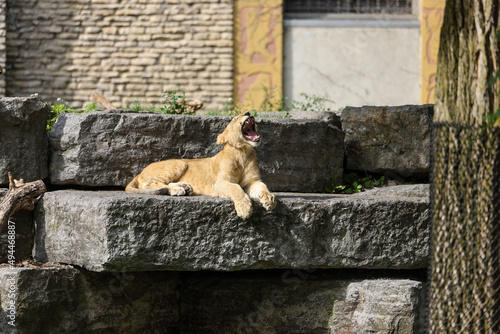 Fluffy adorable lion cub roaring in the Buffalo city's zoo , New York State photo