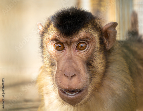 Selective focus shot of macaque at the zoo photo