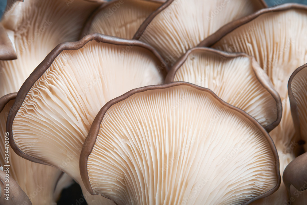 Fresh oyster mushrooms. Abstract nature background of delicious organic oyster mushrooms on old wooden background, top view with space for text. Fresh oyster mushrooms. Abstract nature background of delicious organic oyster mushrooms on old wooden background, top view with space for text.