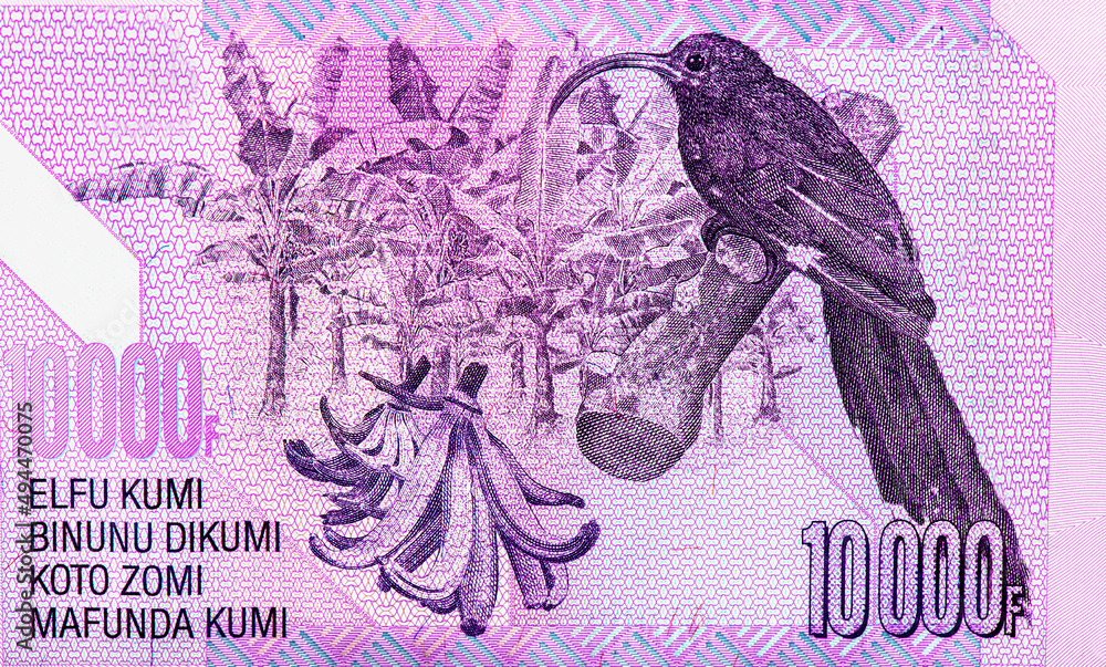 Bird. Portrait from Congo 10000 Francs 2013 Banknotes.