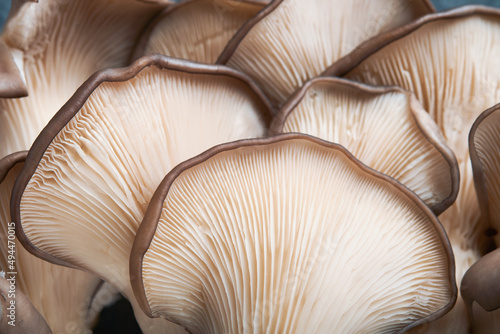 Fresh oyster mushrooms. Abstract nature background of delicious organic oyster mushrooms on old wooden background, top view with space for text.