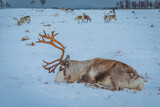 Portrait of a reindeer with antler