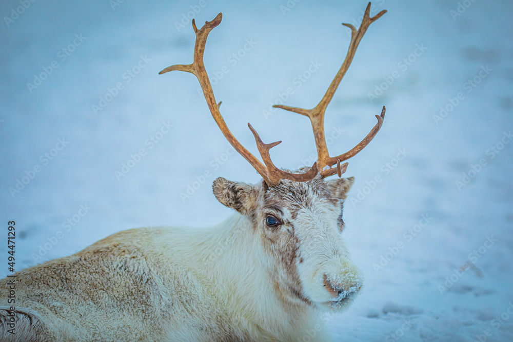 Portrait of a reindeer with antler