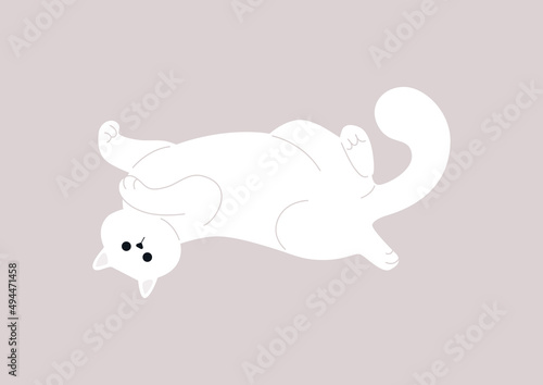 A funny fluffy cat laying with their belly up, adorable pets
