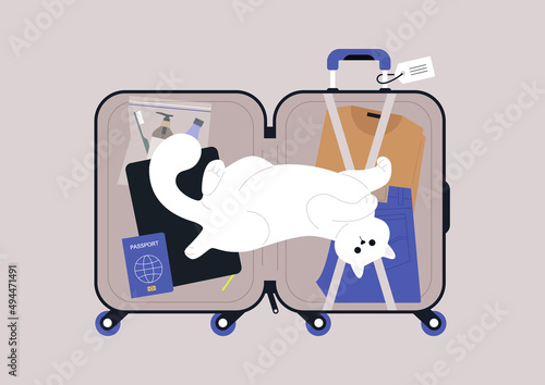 Cute white cat lying in a luggage bag with their belly up, travel concept