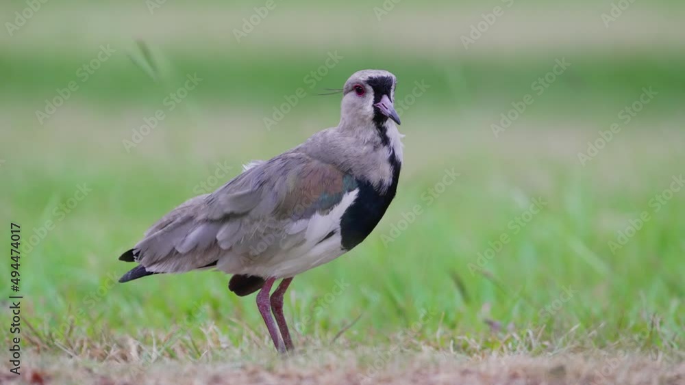 Pantanal natural landscape shot of a wild southern lapwing bird, vanellus chilensis continuously busy preening and cleaning its feathers all over its body while standing still on the grassy ground. Pantanal natural landscape shot of a wild southern lapwing bird, vanellus chilensis continuously busy preening and cleaning its feathers all over its body while standing still on the grassy ground.