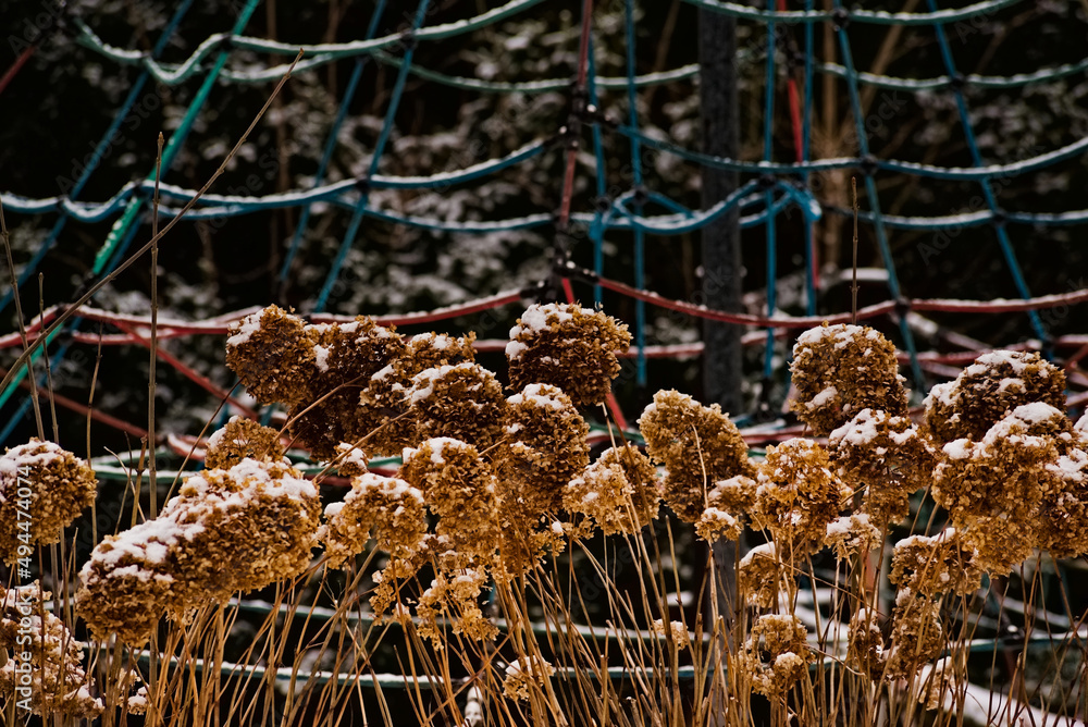 Zima w parku miejskim , zasuszone hortensje , lekko przyprószone śniegiem  na tle linek " pajęczej sieci " i drzew iglastych - w oczekiwaniu na wiosenne przebudzenie . - obrazy, fototapety, plakaty 
