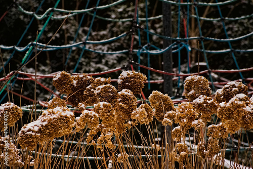 Zima w parku miejskim , zasuszone hortensje , lekko przyprószone śniegiem na tle linek " pajęczej sieci " i drzew iglastych - w oczekiwaniu na wiosenne przebudzenie .