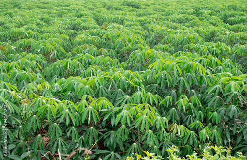 cassava, in cassava fields in the rainy season, has greenery and freshness. Shows the fertility of the soil, green cassava leaf
